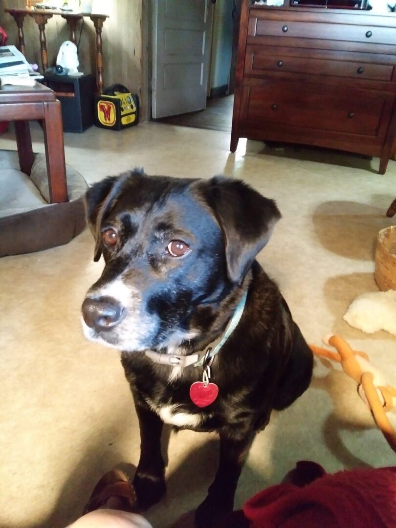 A dog sitting on the floor looking at the camera.