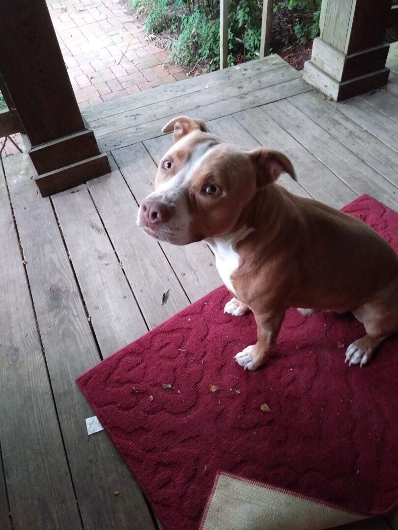 A brown and white dog sitting on top of a red rug.